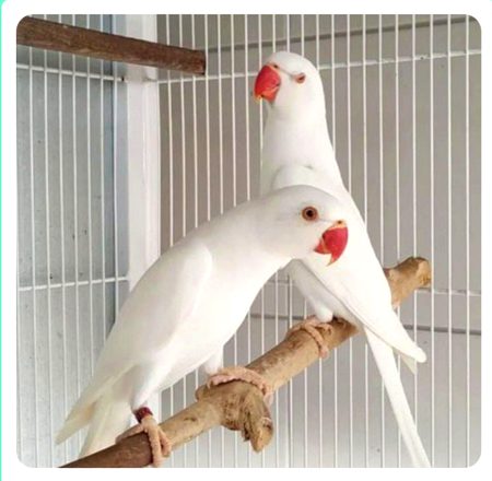 MA SHA ALLAH kiny cute hn lovely parrot
y hn mery or Abid k parrot 😎😊