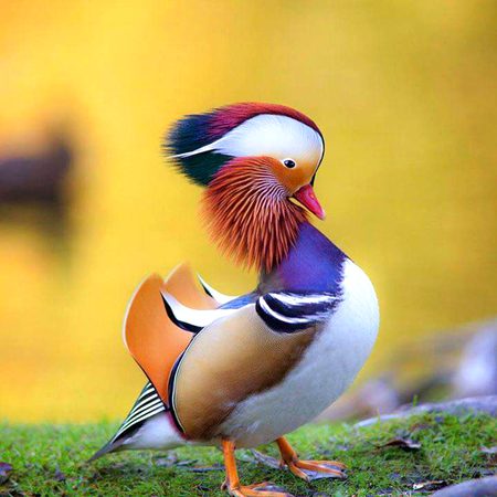 Beautiful Nature image