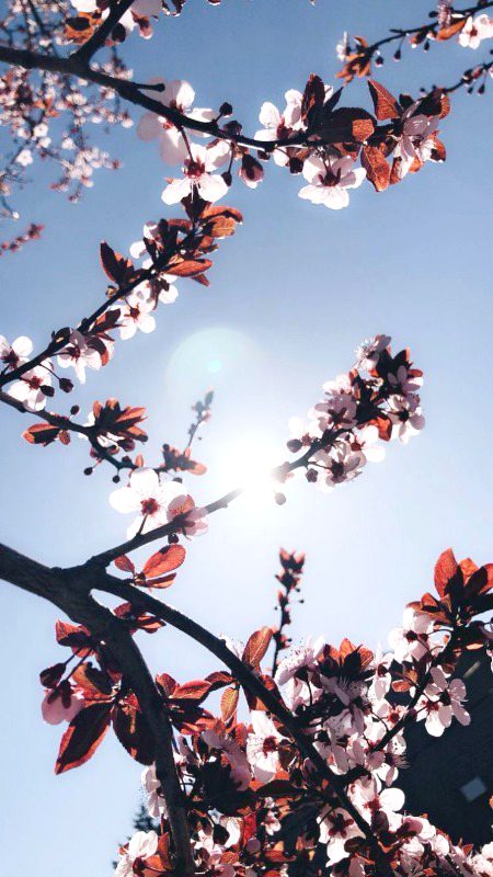 Beautiful Nature image