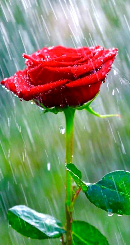 Beautiful Nature image