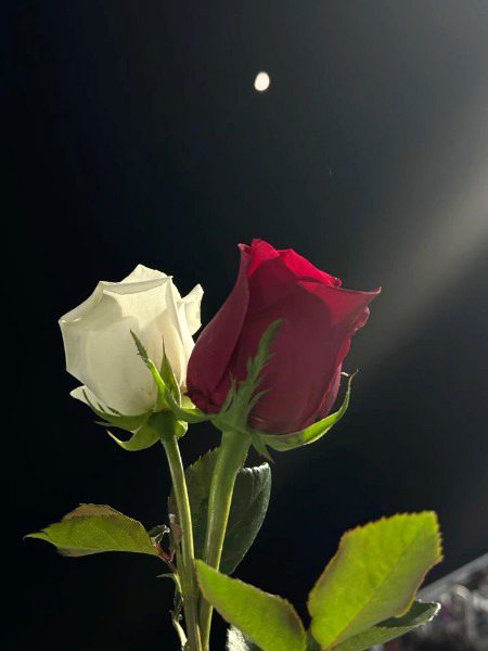 Beautiful Nature image