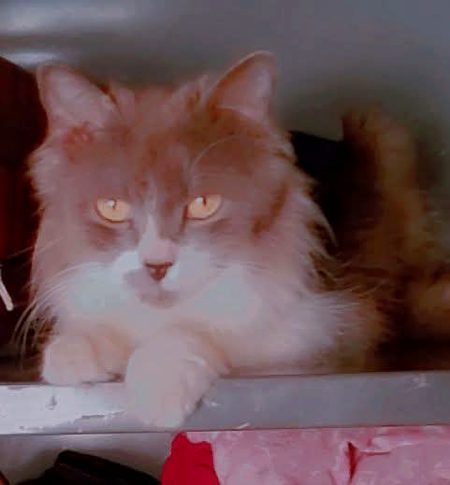 قربت سے ناشناس رہے ، کچھ نہیں بنا
خوش رنگ ، خوش لباس رہے ، کچھ نہیں بنا 
ہونٹوں نے خود پہ پیاس کے پہرے بٹھا لئے 
دریا کے آس پاس رہے ، کچھ نہیں بنا 
اب قہقہوں کے ساتھ کریں گے علاجِ عشق
ہم مدتوں اداس رہے ، کچھ نہیں بنا 
 جس روز بے ادب ہوئے ، مشہور ہوگئے 
جب تک سخن شناس رہے ، کچھ نہیں بنا
اس شخص کے مزاج کی تلخی نہیں گئی
ہم محوِ التماس رہے ، کچھ نہیں بنا
پھر ایک روز ترکِ محبت پہ خوش ہوئے
کچھ دن تو بدحواس رہے ، کچھ نہیں بنا 😔