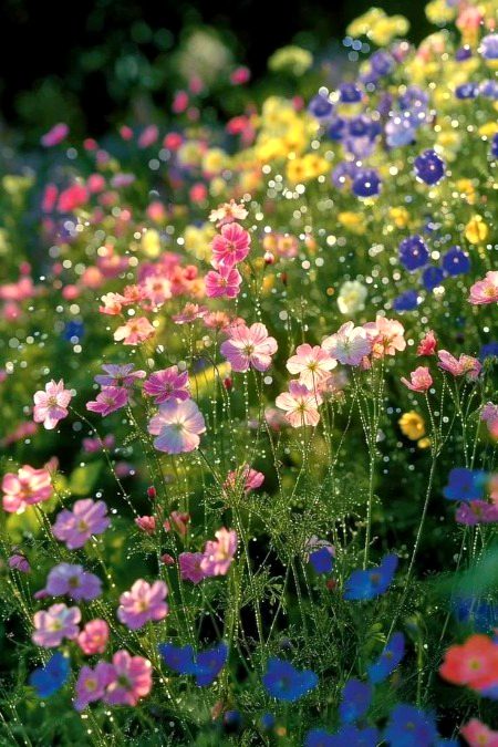Beautiful Nature image