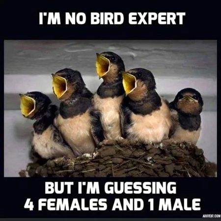 Memes & Satire image