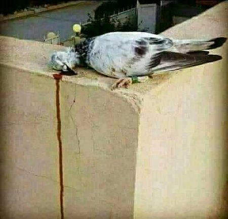 کوئی سمجھائے محبت کے قرینے اس کو
خط کے غصے میں ، قاصد نہیں مارے جاتے 😢