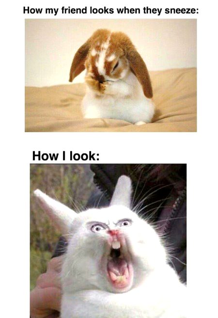 Memes & Satire image