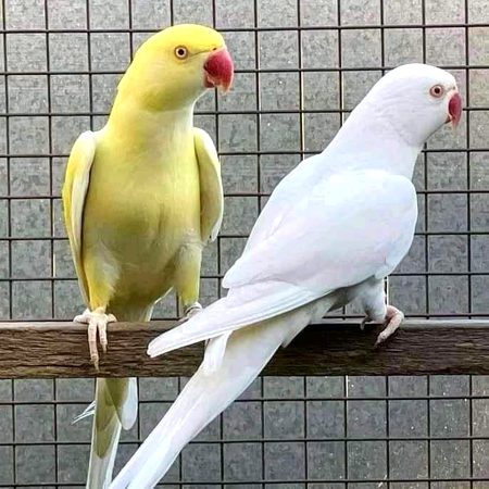 Beautiful Nature image