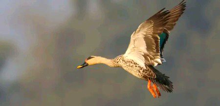 Beautiful Nature image