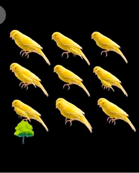 Ye totel kitny burds hn???