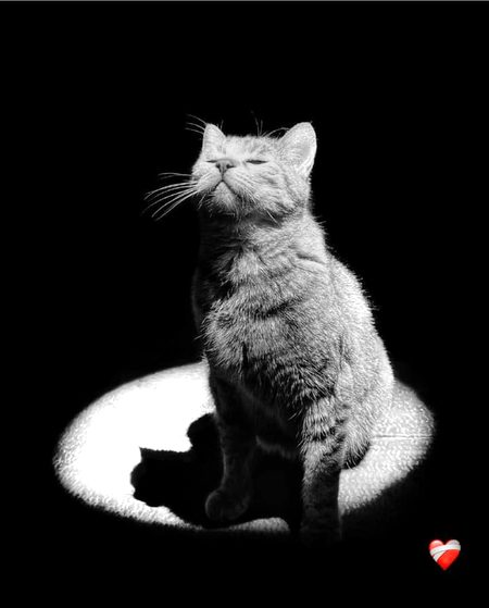 سڑکوں پہ گھومنے کو نکلتے ہیں شام سے 
آسیب اپنے کام سے ہم اپنے کام سے___!!
🖤