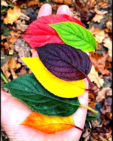 Beautiful Nature image