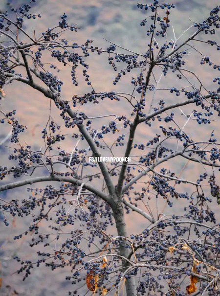 سردیوں کی بہترین سوغات کشمیر کے پہاڑوں کا خوشک میوہ املوک تیار ہو چکا ہے