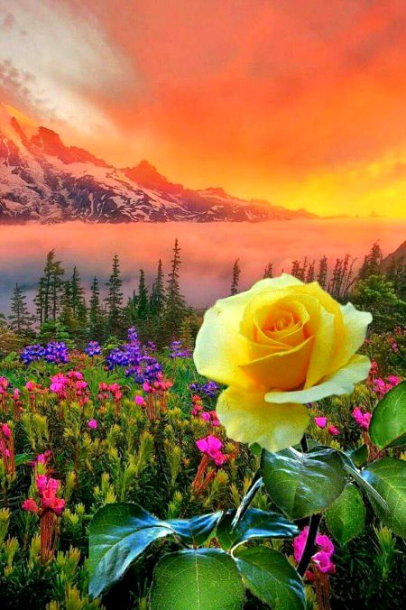 Beautiful Nature image