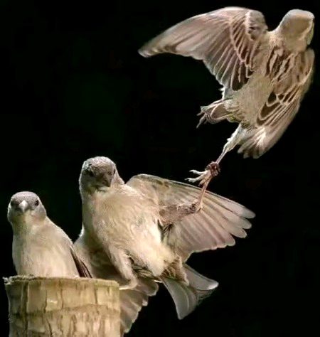 کسی خوش فہمی میں نہ بیٹھے رہنا!!🎋۔ 
دل کو دل سے راہ__ اب نہیں ہوتی.🖤۔