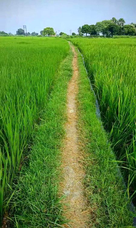 Beautiful Nature image