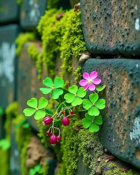 آپ لوگوں کو کھو دیں گے یہ بات خطرناک نہیں ہے آپ لوگوں کو خوش کرتے کرتے خود کو کھو دیں گے یہ بات خطرناک ہے ۔🌸🦋🖤