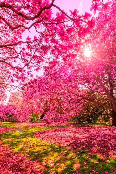 Beautiful Nature image