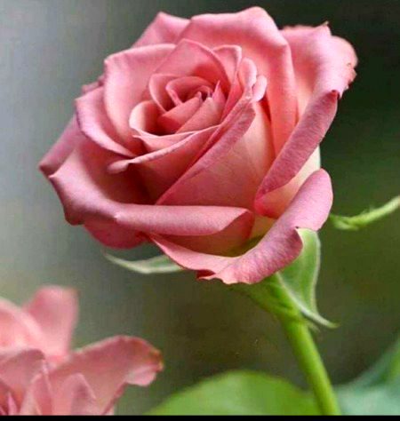 Beautiful Nature image