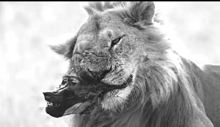 "ایسے دل میں جگہ مت ڈھونڈو جو تمہاری قدر نہ جانتا ہو کیونکہ شیر بندروں کے تالیاں بجانے کا انتظار نہیں کرتا۔" ♕