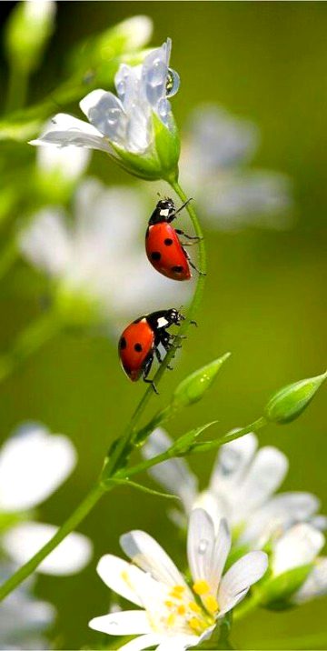 Beautiful Nature image