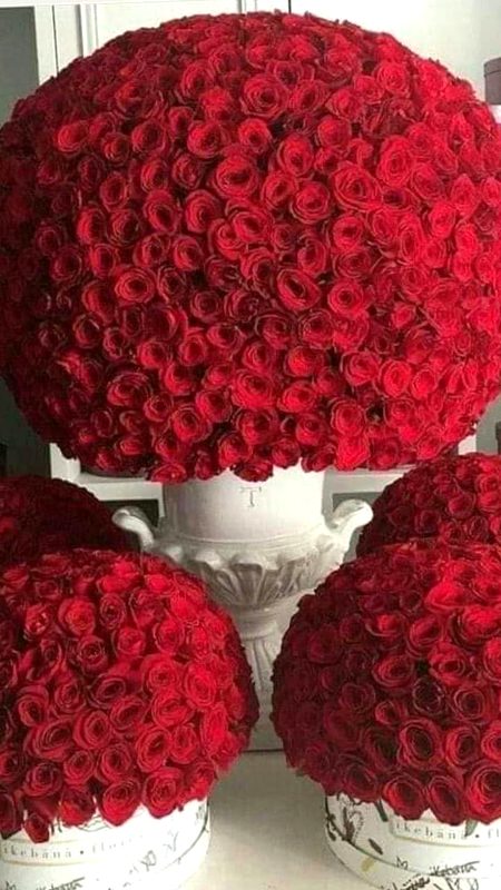 I love red roses😍😍