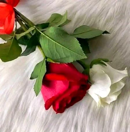 Beautiful Nature image