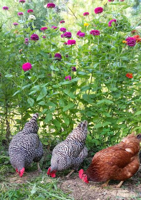 Beautiful Nature image