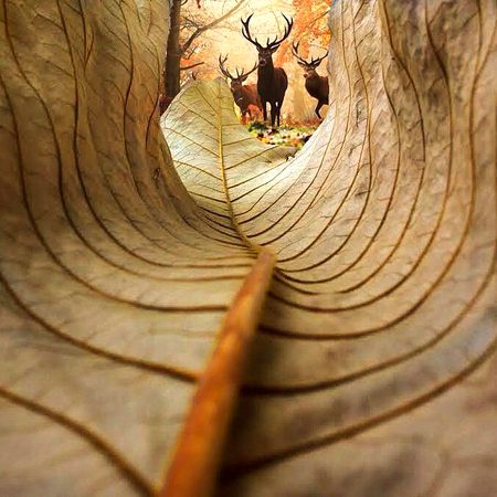 Beautiful Nature image