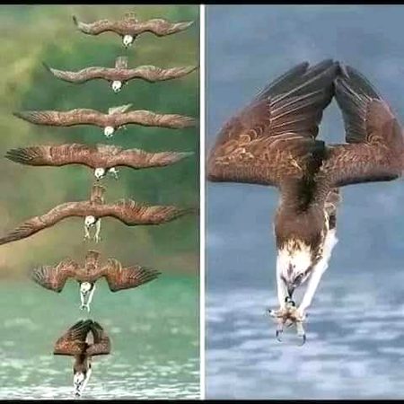 SIX LEADERSHIP PRINCIPLES TO LEARN FROM AN EAGLE...