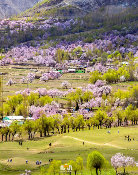 چندہ ویلی، سکردو، گلگت بلتستان۔۔۔🌿🌲
Spring Blossom colors of Chunda Valley of Skardu 💕