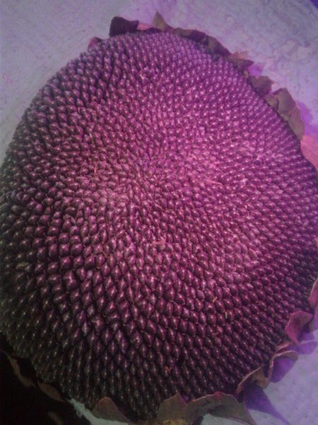 Ye kon kon khataa hin