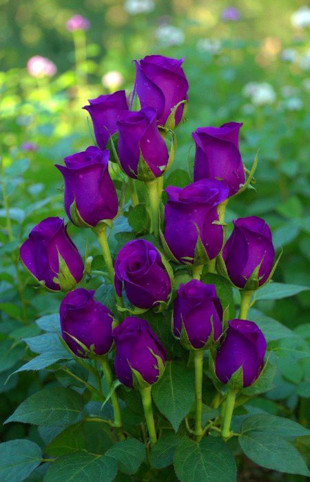 Beautiful Nature image