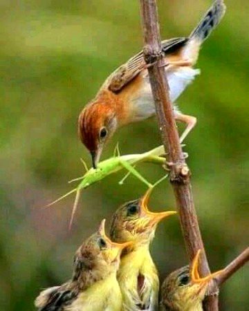 Beautiful Nature image