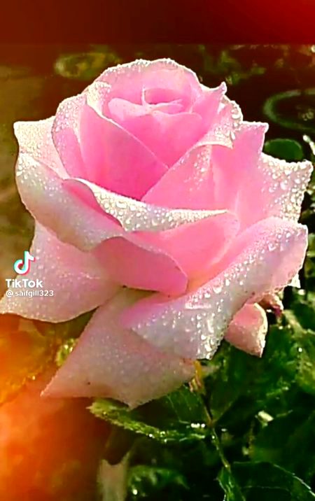 Beautiful Nature image