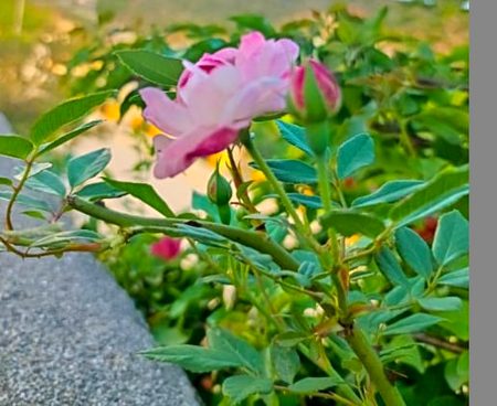 Beautiful Nature image