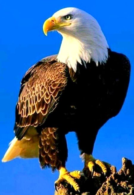 Beautiful Nature image