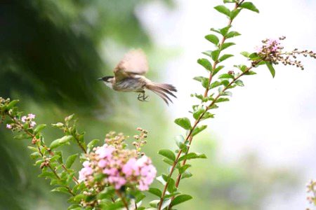 Beautiful Nature image