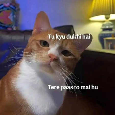 Aww Cattooooo 🥰
