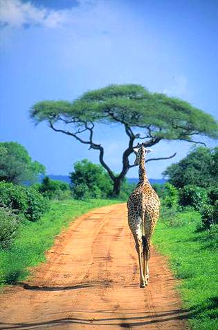 BEAUTIFUL NATURE
