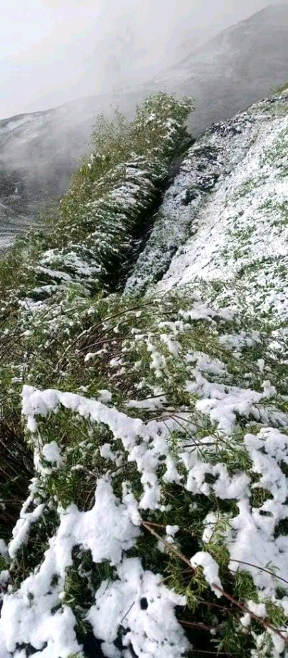 Beautiful Nature image