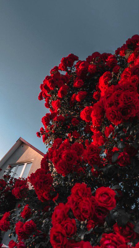 Beautiful Nature image