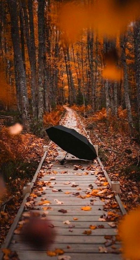 Beautiful Nature image