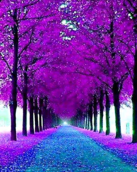 Beautiful Nature image