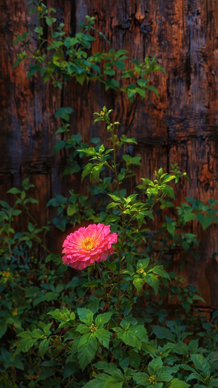 Beautiful Nature image