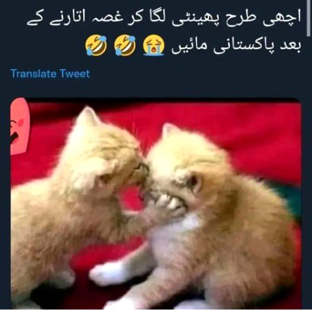 Memes & Satire image