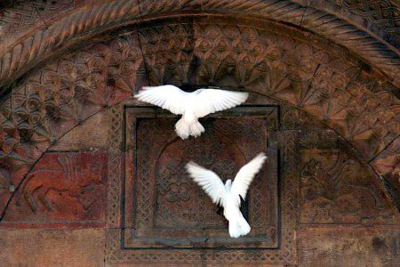 کاشــں ہمارے دل بھی پرندوں کی طرح محتاط ہوتے…
اور وہ صرفــ اُسی جگہ اُترتے…
جہاں اُنہیں "تحفظ" اور "سکـون" محسوسں ہوتا۔
~🍂🖤