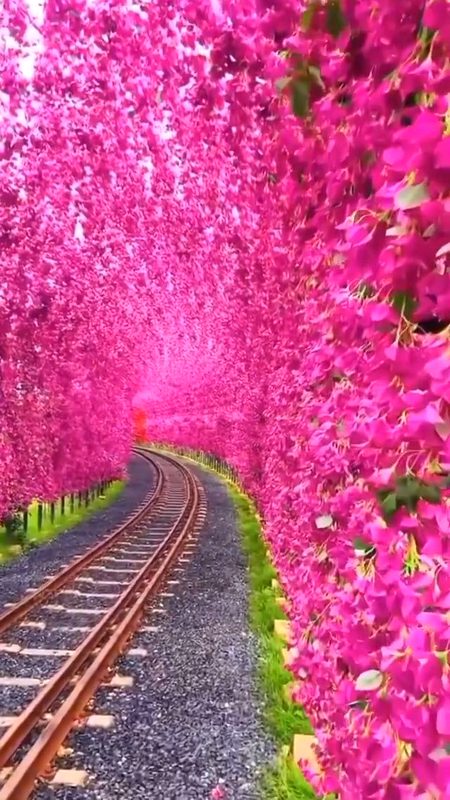 Beautiful Nature image