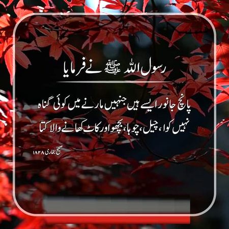 Islamic Quotes image