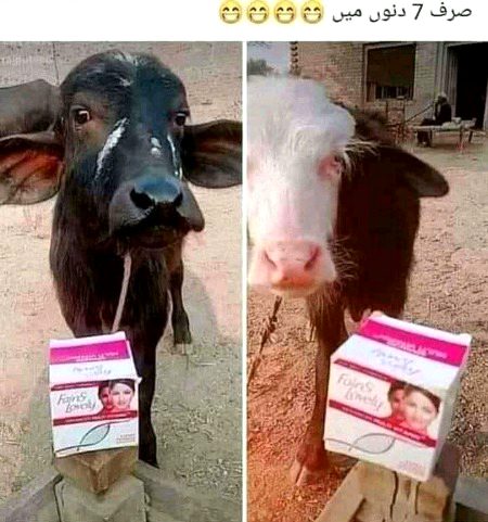 Memes & Satire image