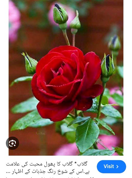 Dil-e-arzoo. ...👌🥰👀